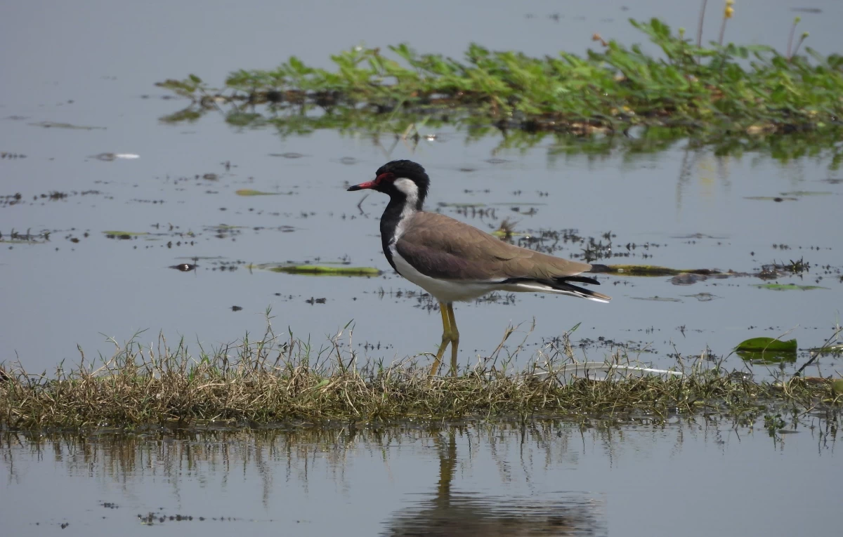 With Surha Taal, India’s Ramsar site count touches 100